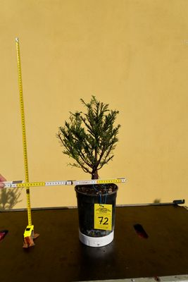 Tasso, Taxus baccata, Pezzo Unico n. 72 - h 50 cm PREBONSAI, BONSAI Tasso, Taxus baccata, Pezzo Unico n. 72 - h 50 cm PREBONSAI, BONSAI