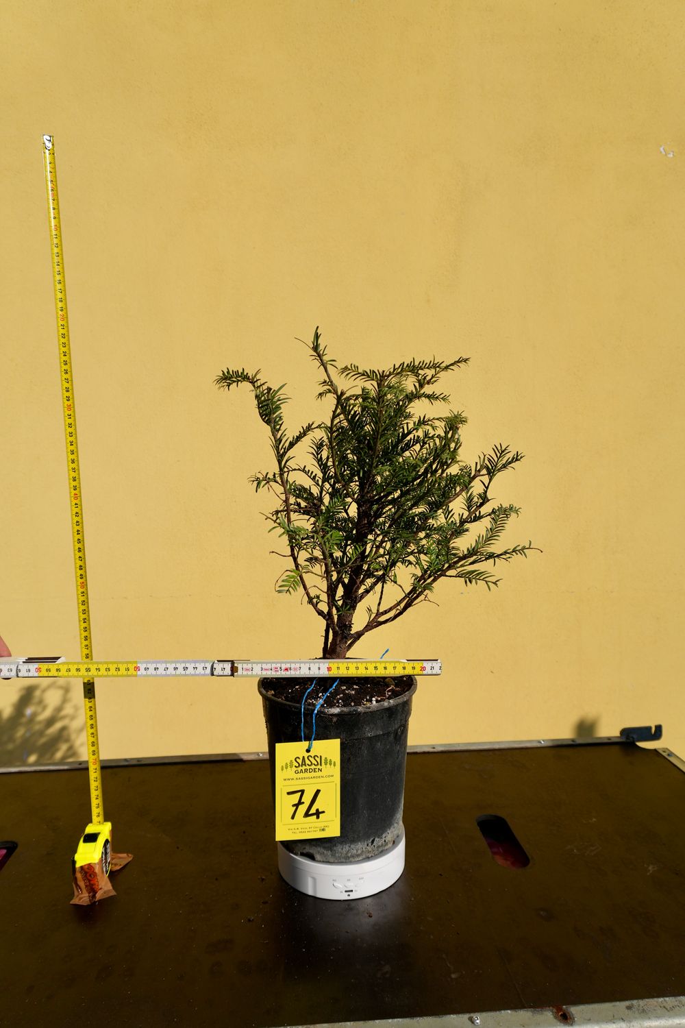 Tasso, Taxus baccata, Pezzo Unico n. 74 - h 30 cm PREBONSAI, BONSAI Tasso, Taxus baccata, Pezzo Unico n. 74 - h 30 cm PREBONSAI, BONSAI