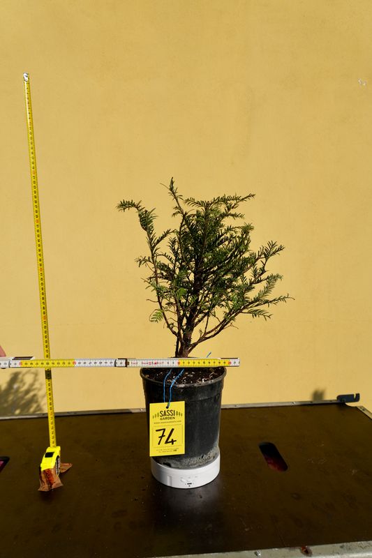 Tasso, Taxus baccata, Pezzo Unico n. 74 - h 30 cm PREBONSAI, BONSAI