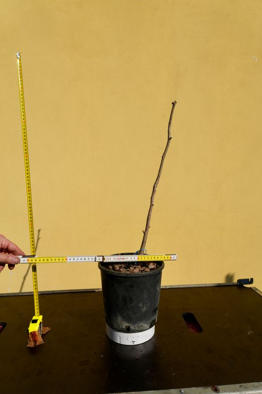 Ginkgo biloba, Pezzo Unico n. 77 - 50 cm PREBONSAI, BONSAI