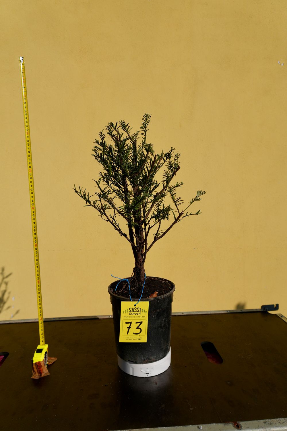 Tasso, Taxus baccata, Pezzo Unico n. 73 - h 30 cm PREBONSAI, BONSAI