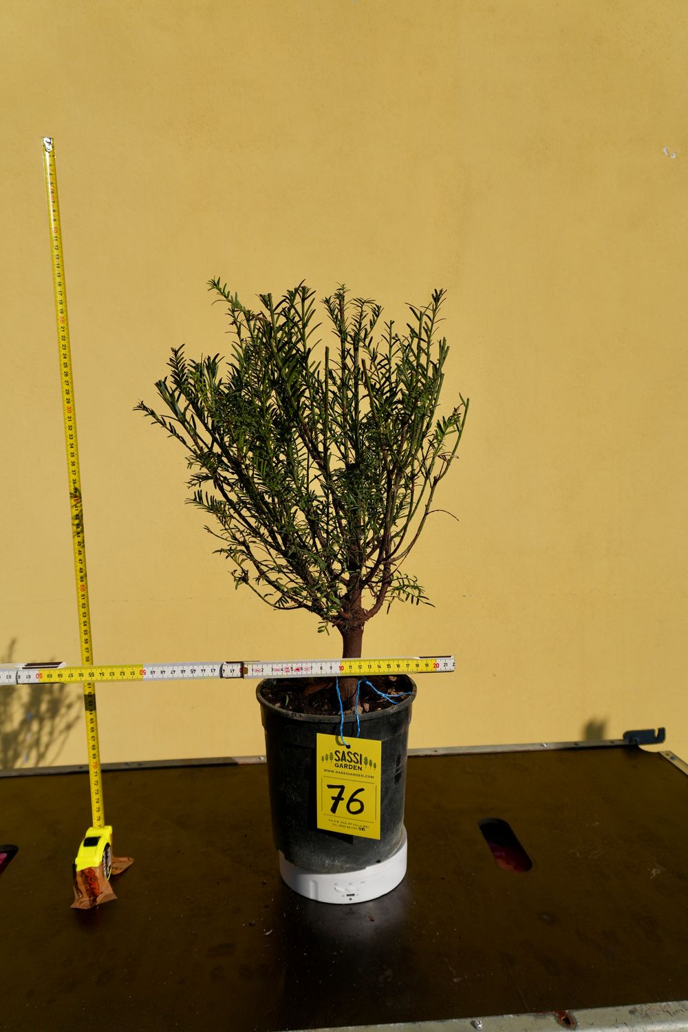 Tasso, Taxus baccata, Pezzo Unico n. 76 - h 40 cm PREBONSAI, BONSAI Foto Novembre 2025