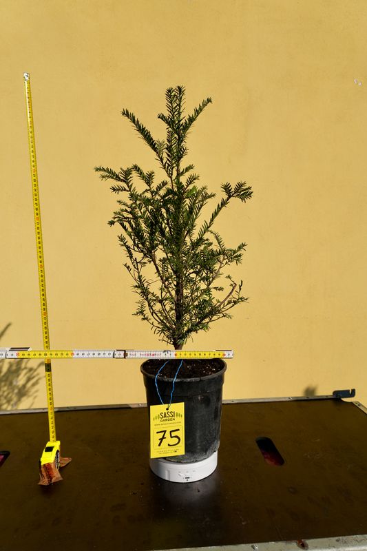 Tasso, Taxus baccata, Pezzo Unico n. 75 - h 50 cm PREBONSAI, BONSAI