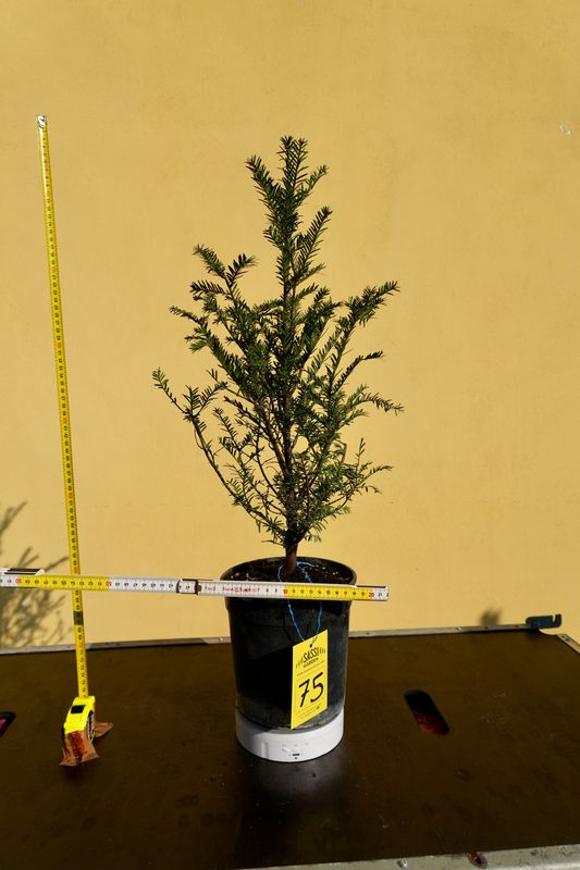 Tasso, Taxus baccata, Pezzo Unico n. 75 - h 50 cm PREBONSAI, BONSAI