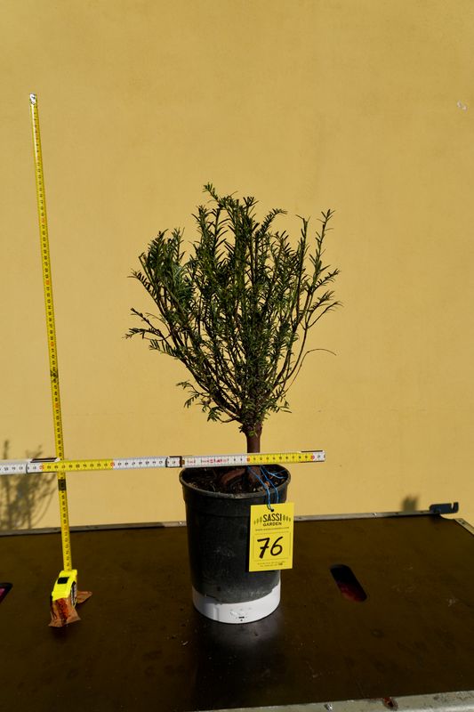 Tasso, Taxus baccata, Pezzo Unico n. 76 - h 40 cm PREBONSAI, BONSAI