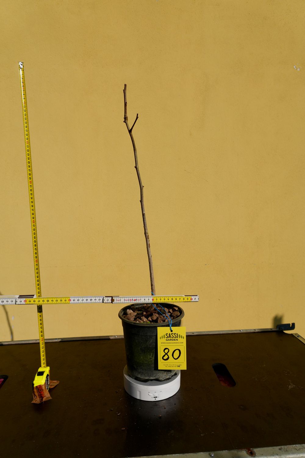 Ginkgo biloba, Pezzo Unico n. 80 - h 50 cm PREBONSAI, BONSAI Ginkgo biloba, Pezzo Unico n. 80 - h 50 cm PREBONSAI, BONSAI