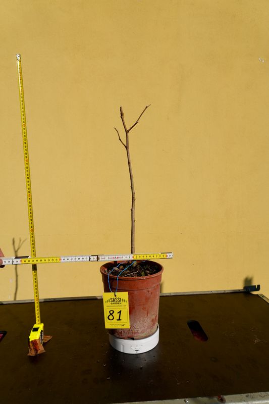 Ginkgo biloba, Pezzo Unico n. 81 - h 50 cm PREBONSAI, BONSAI