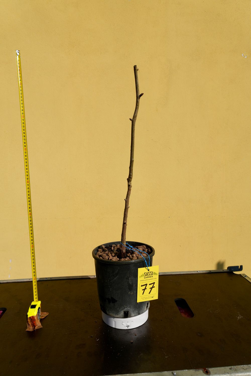 Ginkgo biloba, Pezzo Unico n. 77 - 50 cm PREBONSAI, BONSAI