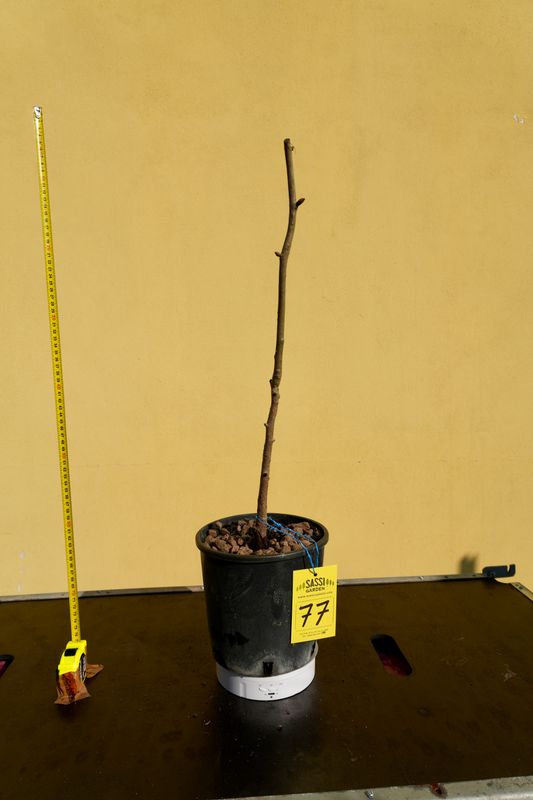 Ginkgo biloba, Pezzo Unico n. 77 - 50 cm PREBONSAI, BONSAI