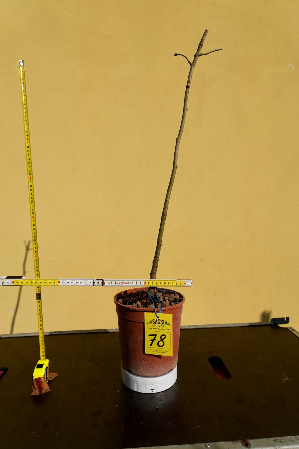 Ginkgo biloba, Pezzo Unico n. 78 - h 60 cm PREBONSAI, BONSAI Ginkgo biloba, Pezzo Unico n. 78 - h 60 cm PREBONSAI, BONSAI