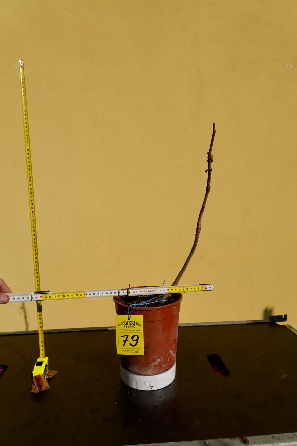 Ginkgo biloba, Pezzo Unico n. 79 - h 30 cm PREBONSAI, BONSAI Ginkgo biloba, Pezzo Unico n. 79 - h 30 cm PREBONSAI, BONSAI