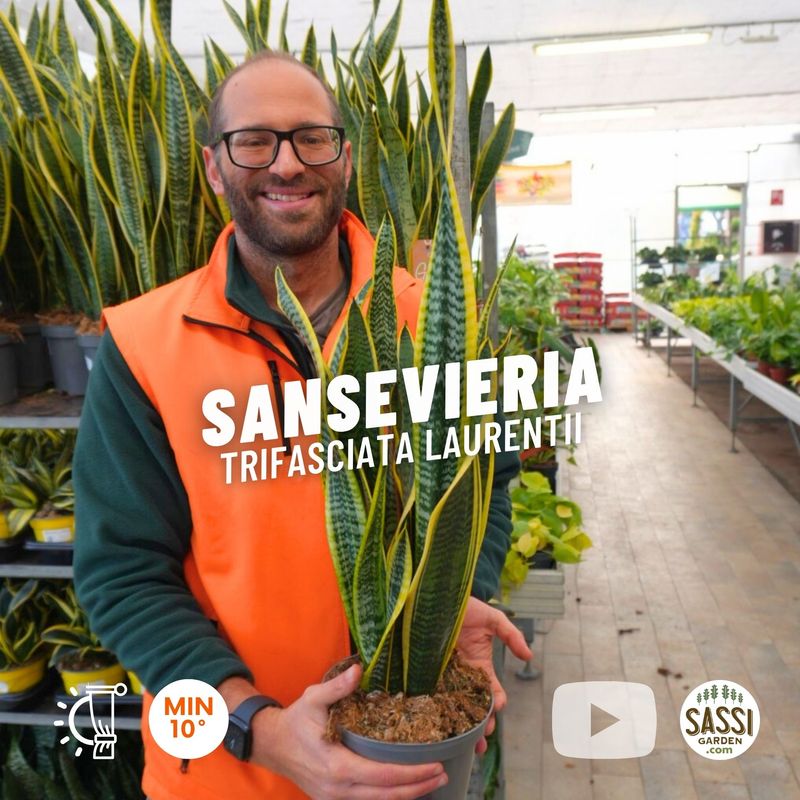 Sansevieria trifasciata 'Laurentii', Sansevieria Laurentii, Lingua di Suocera, Pianta serpente, Snake Plant - vaso Ø19 cm, h 60-70 cm Sansevieria trifasciata 'Laurentii', Sansevieria Laurentii, Lingua di Suocera, Pianta serpente, Snake Plant - vaso Ø19 cm, h 60-70 cm