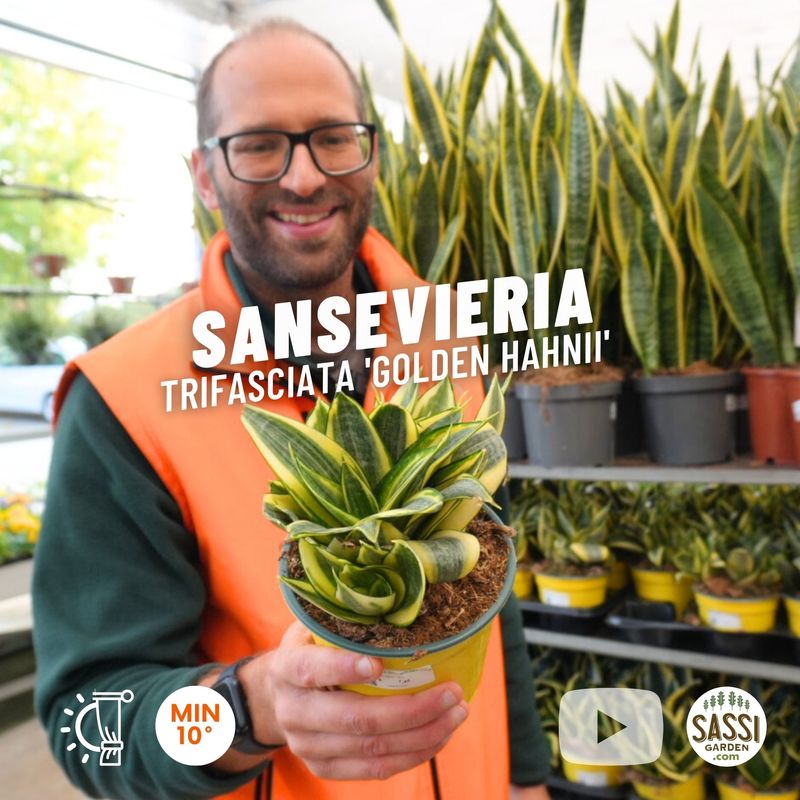 Sansevieria trifasciata 'Golden Hahnii' - vaso Ø14 cm Sansevieria trifasciata 'Golden Hahnii' - vaso Ø14 cm