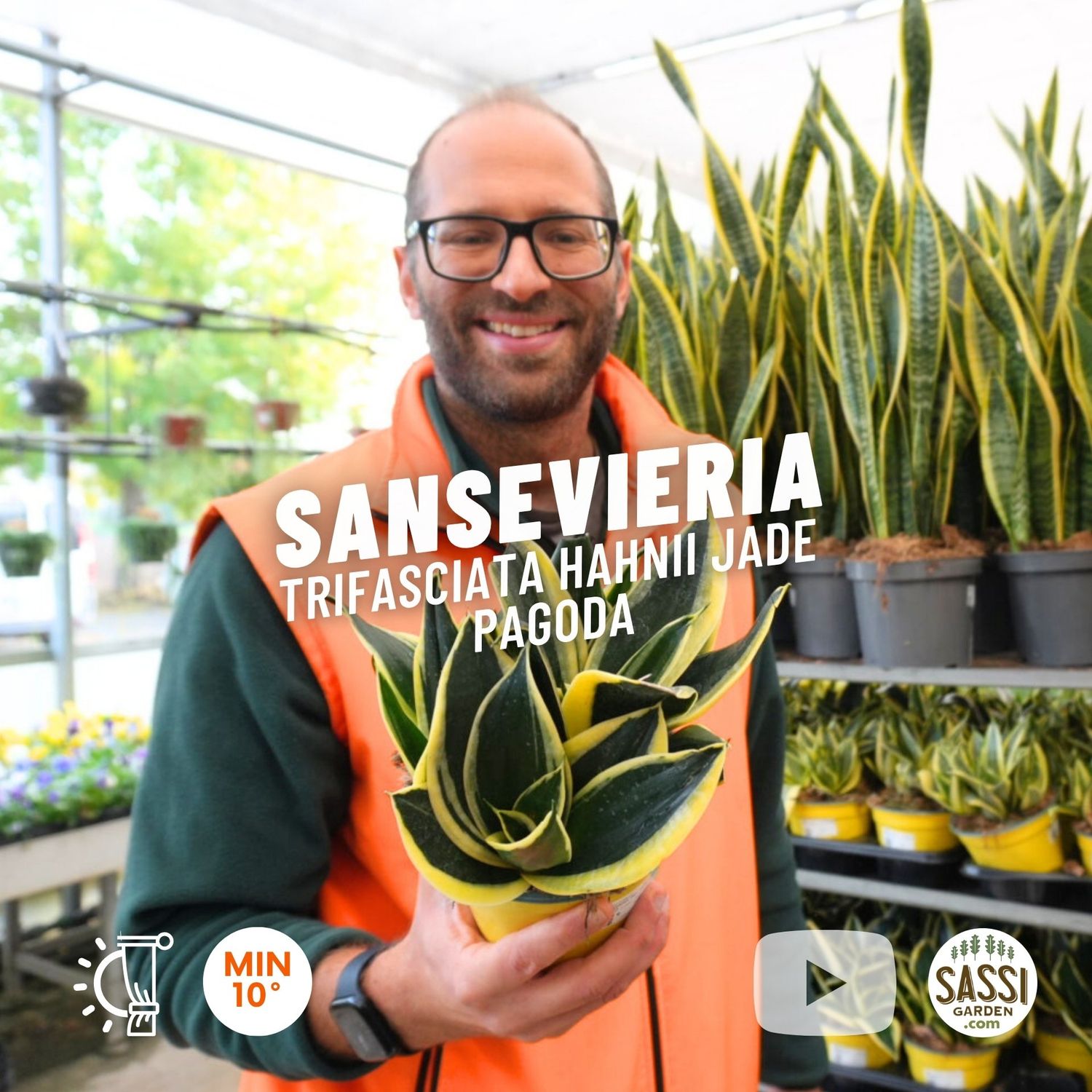 Sansevieria trifasciata 'Hahnii Jade Pagoda' - vaso Ø14 cm