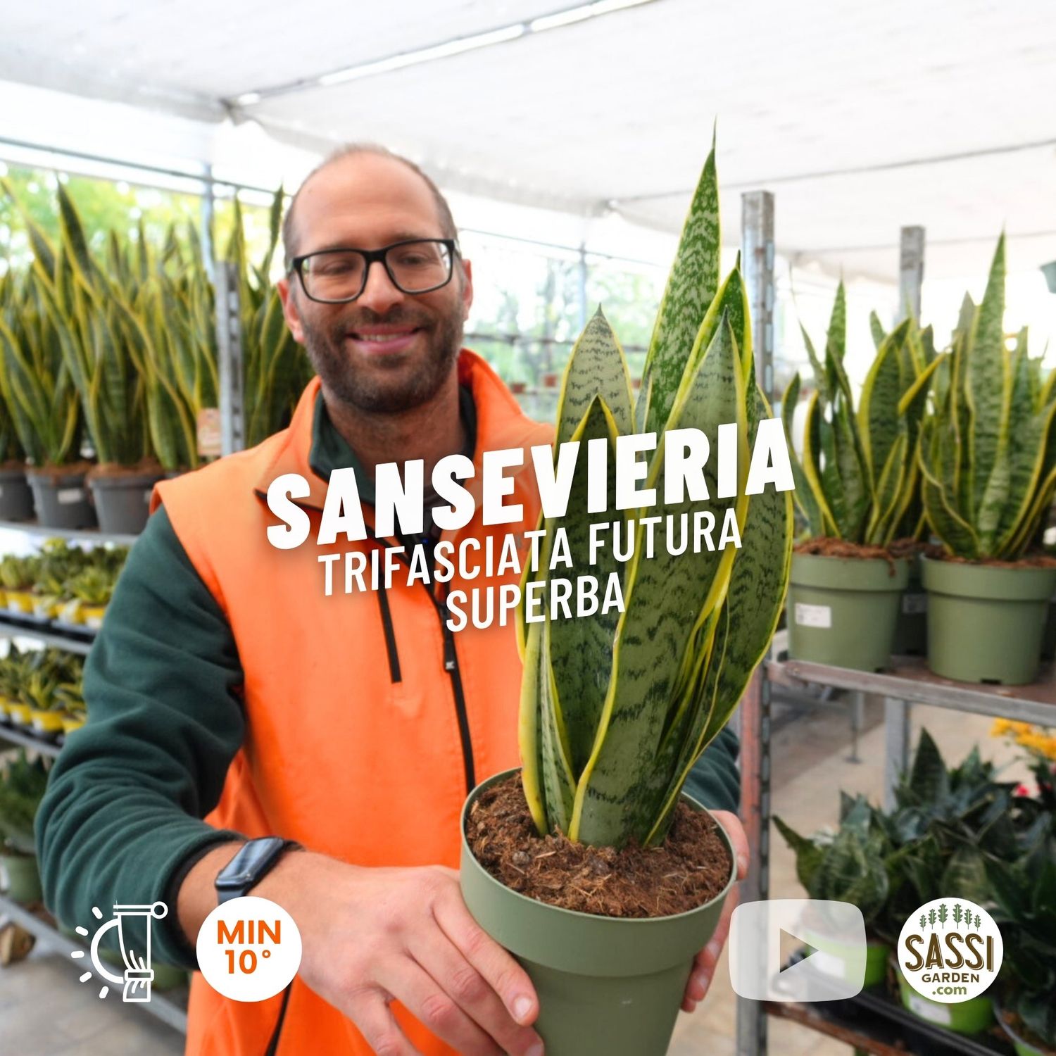 Sansevieria trifasciata 'Futura Superba' - vaso Ø17 cm