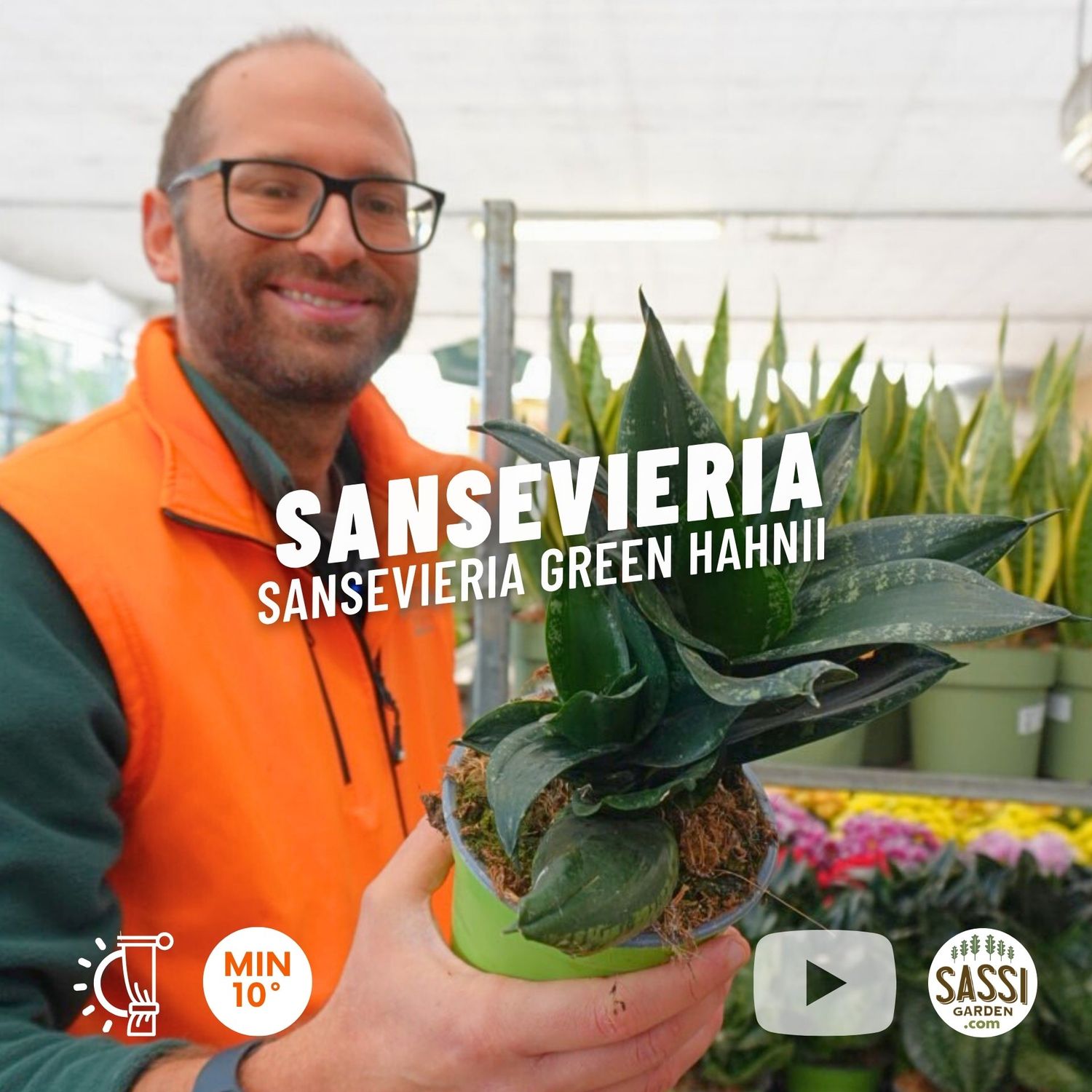 Sansevieria trifasciata 'Green Hahnii' - vaso Ø14 cm Sansevieria trifasciata 'Green Hahnii' - vaso Ø14 cm