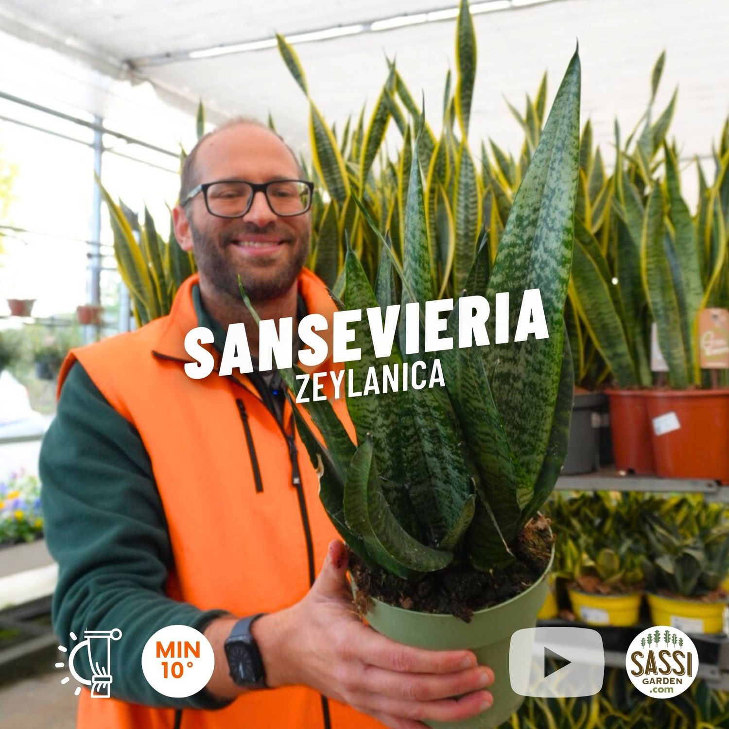 Sansevieria zeylanica, zeilanica - vaso Ø17 cm Sansevieria zeylanica, zeilanica - vaso Ø17 cm