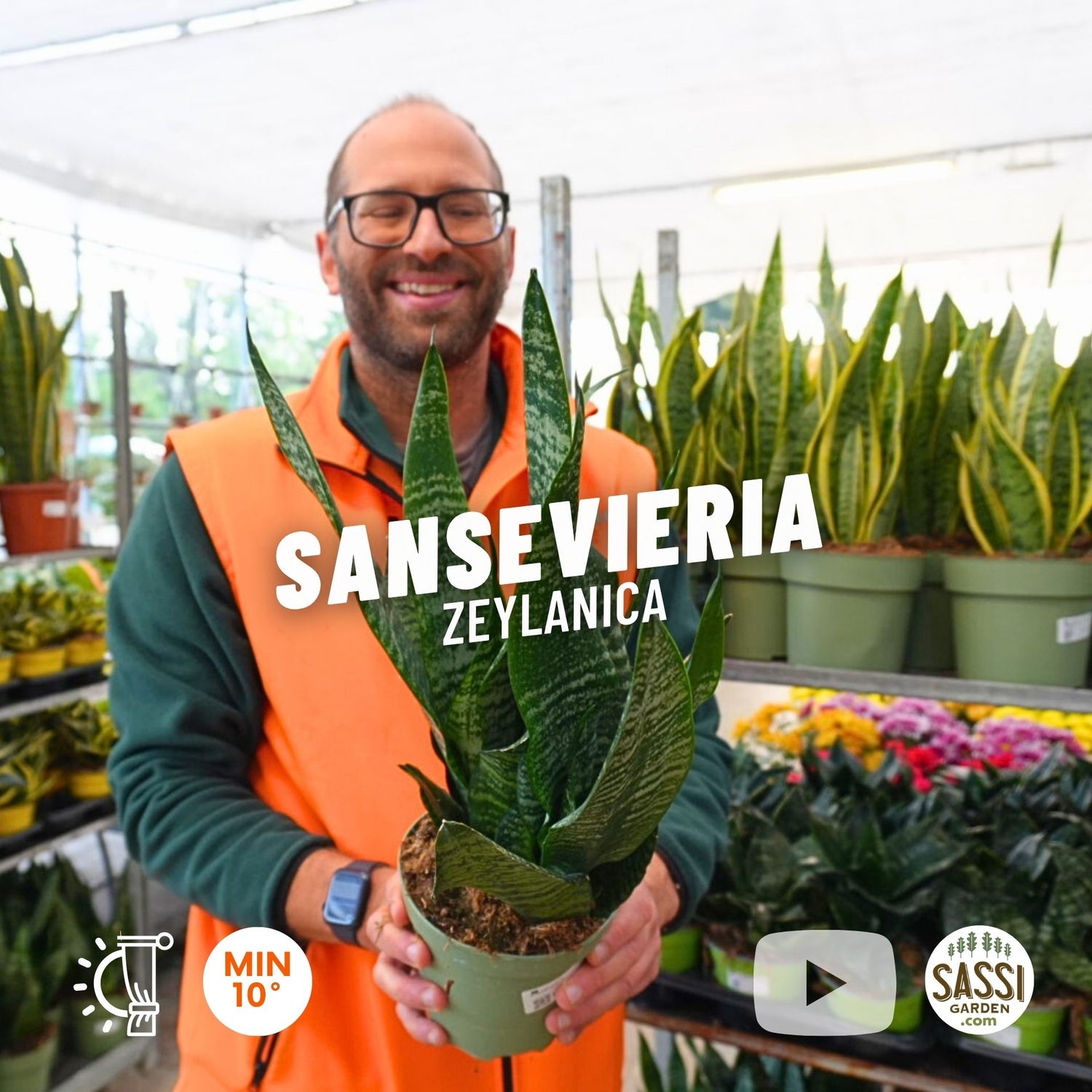 Sansevieria zeylanica, zeilanica - vaso Ø14 cm Sansevieria zeylanica, zeilanica - vaso Ø14 cm