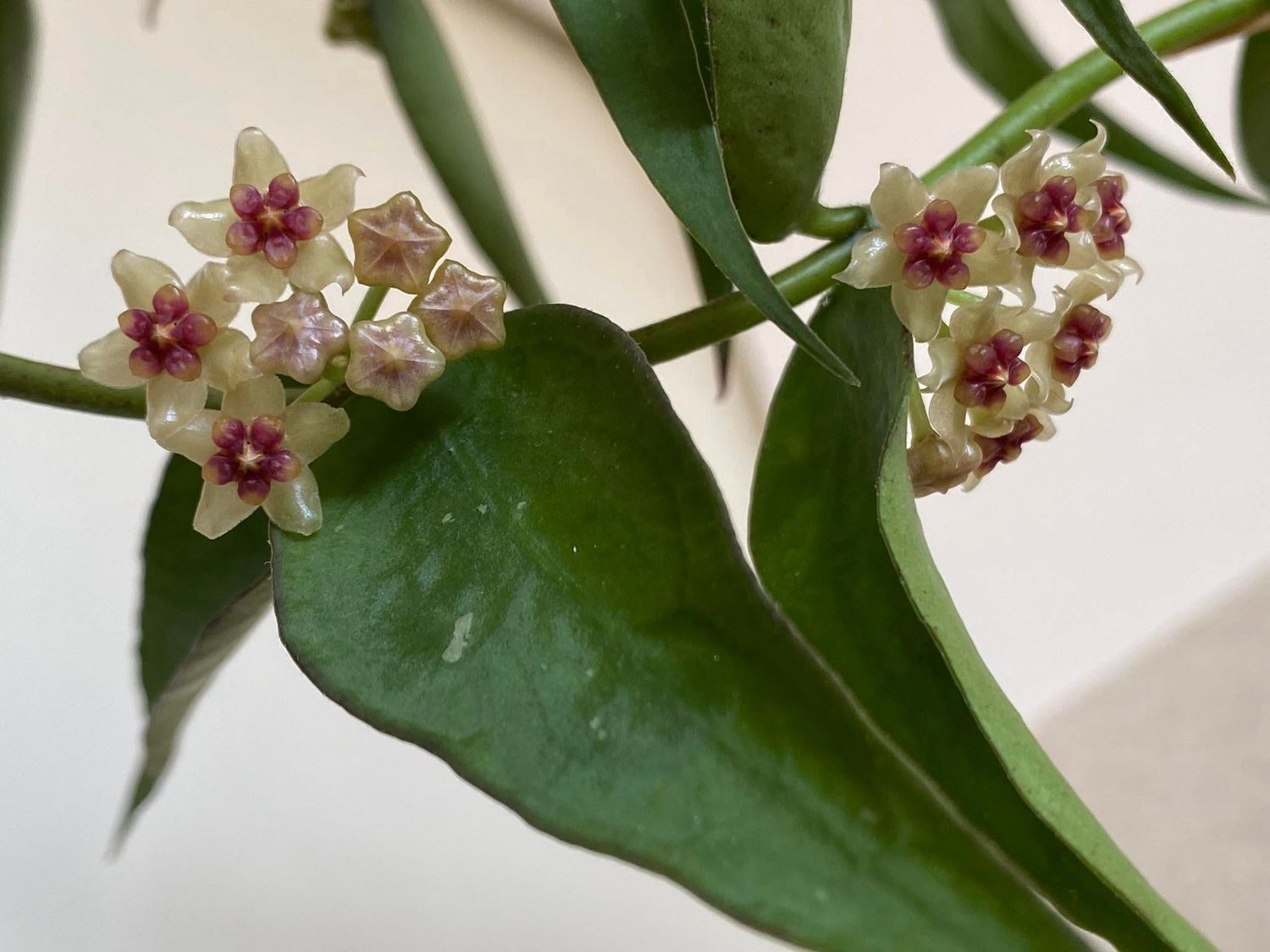 Hoya polyneura complex Vietnam - vaso Ø10 cm