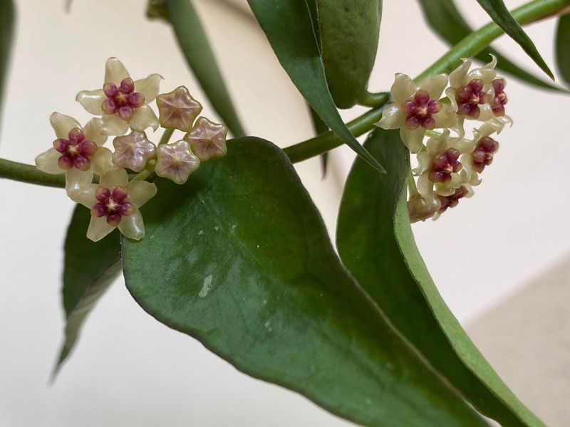 Hoya polyneura complex Vietnam - vaso Ø10 cm