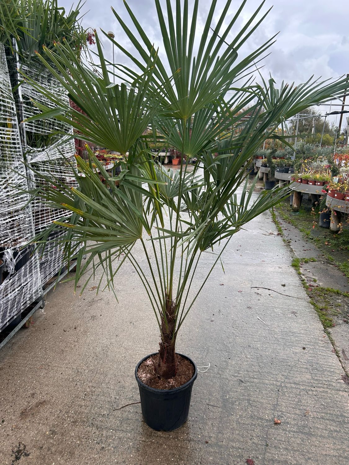 Palma resistente al gelo - Trachycarpus Fortunei - Chamaerops excelsa - vaso 40&#39; tronco h 30/40 h pianta con foglie 190/200