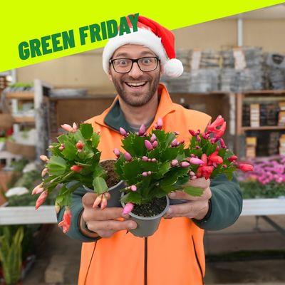 SCHLUMBERGERA NATALINA