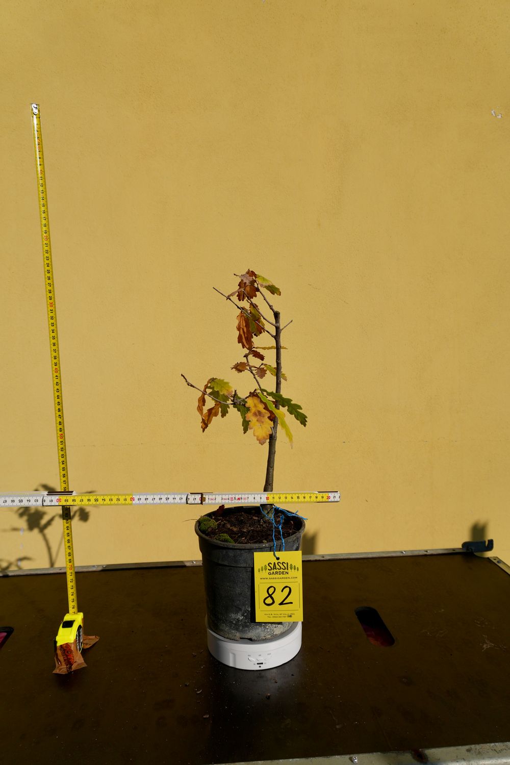 Quercus cerris, Cerro, Pezzo Unico n. 82 - h 30 cm PREBONSAI, BONSAI