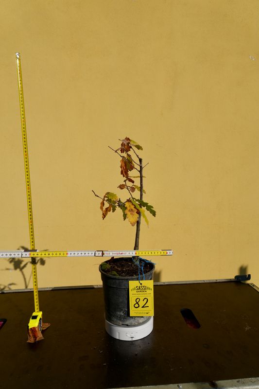 Quercus cerris, Cerro, Pezzo Unico n. 82 - h 30 cm PREBONSAI, BONSAI