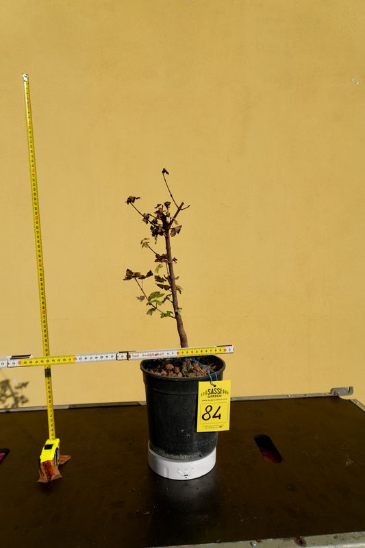 Acer buergerianum, Acero Tridente, Pezzo Unico n. 84 - h 30 cm PREBONSAI, BONSAI