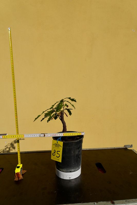 Quercus cerris, Cerro, Pezzo Unico n. 85 - h 20 cm PREBONSAI, BONSAI