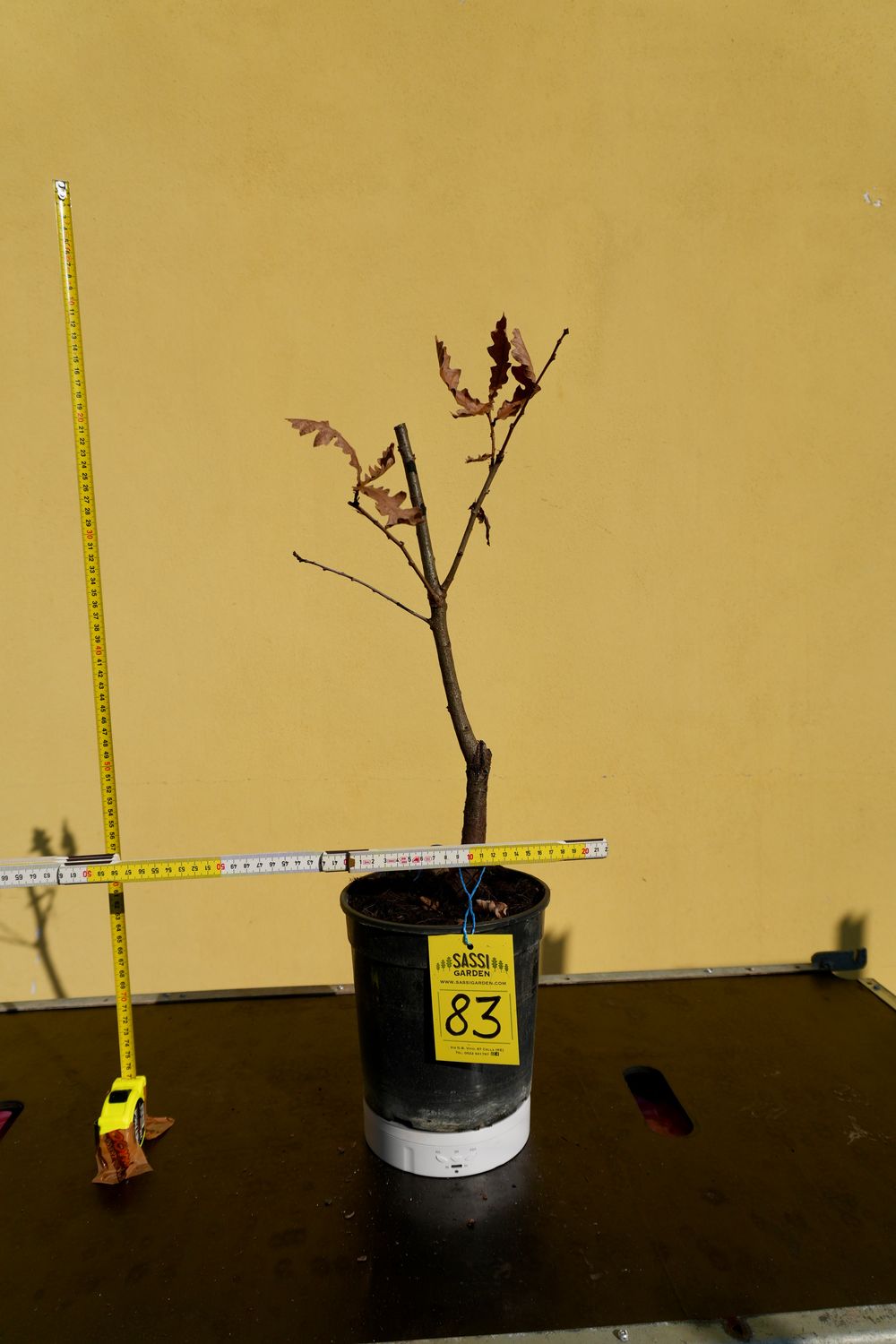 Quercus cerris, Cerro, Pezzo Unico n. 83 - h 40 cm PREBONSAI, BONSAI Quercus cerris, Cerro, Pezzo Unico n. 83 - h 40 cm PREBONSAI, BONSAI