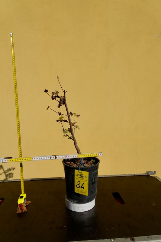 Acer buergerianum, Acero Tridente, Pezzo Unico n. 84 - h 30 cm PREBONSAI, BONSAI
