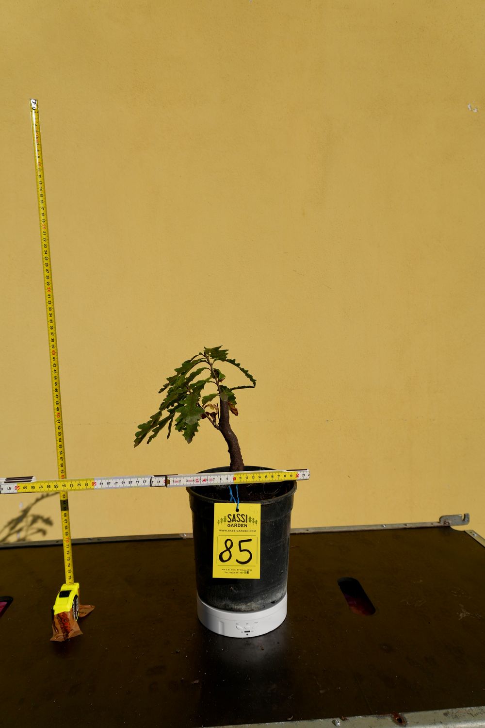 Quercus cerris, Cerro, Pezzo Unico n. 85 - h 20 cm PREBONSAI, BONSAI