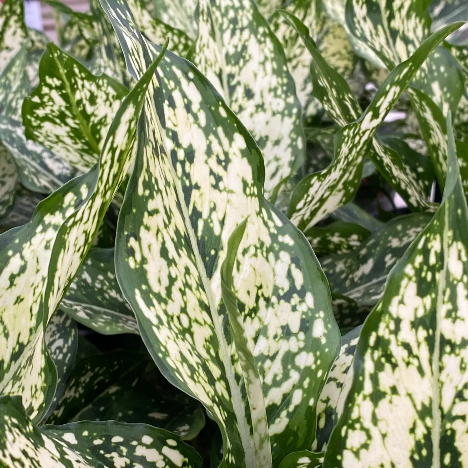 Aglaonema commutatum ‘ Snow Flake’ , Aglaonema - vaso Ø6 cm Aglaonema commutatum ‘ Snow Flake’ , Aglaonema - vaso Ø6 cm