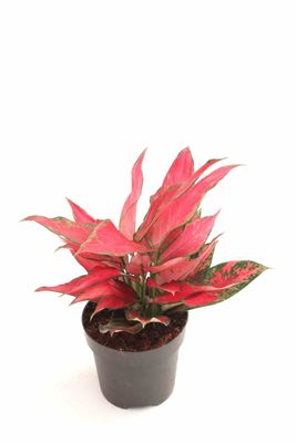 Aglaonema commutatum ‘Cherry Baby’ - vaso Ø12 cm Aglaonema commutatum ‘Cherry Baby’ - vaso Ø12 cm