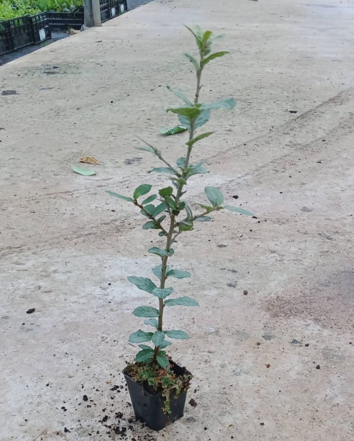 Quercus ilex, Leccio - vaso vaso 7x7 cm Quercus ilex, Leccio - vaso vaso 7x7 cm