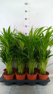 Areca, Dypsis lutescens - vaso Ø14 cm Areca, Dypsis lutescens - vaso Ø14 cm