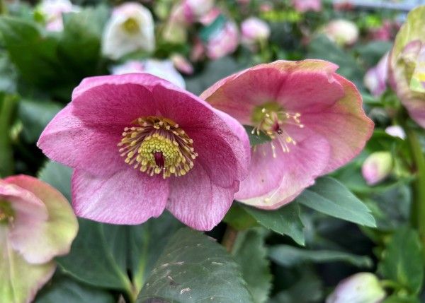 Helleboro Rosa - Helleborus x hybridus ‘Lulu’- Elleboro - vaso 17 Helleboro Rosa - Helleborus x hybridus ‘Lulu’- Elleboro - vaso 17