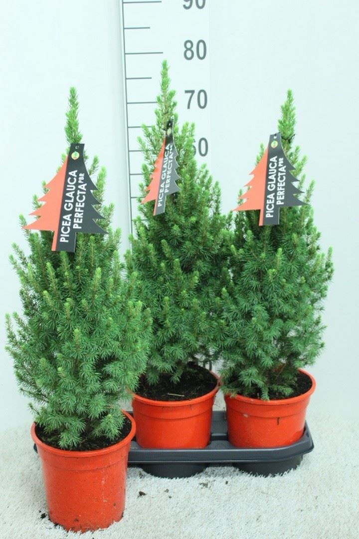 Picea glauca 'Conica' - vaso Ø19 cm, h 75 cm Picea glauca 'Conica' - vaso Ø19 cm, h 75 cm