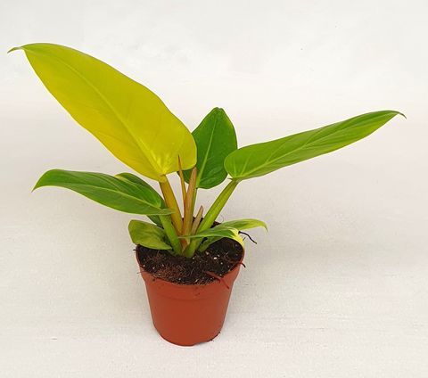 Philodendron melinonii ‘Gold’ , Filodendro - vaso Ø12 cm