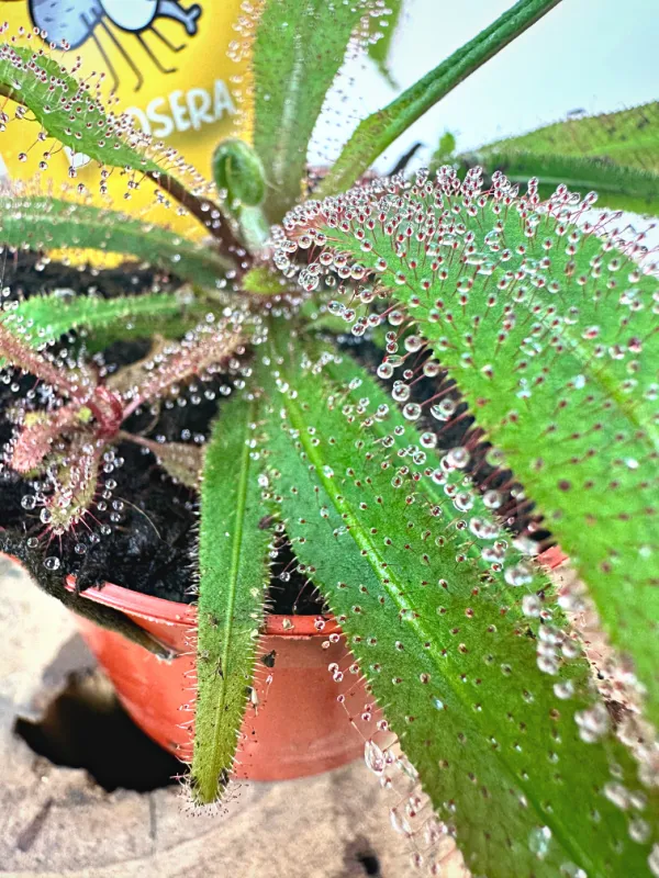 Drosera adelae, pianta carnivora - vaso Ø8.5 cm Drosera adelae, pianta carnivora - vaso Ø8.5 cm