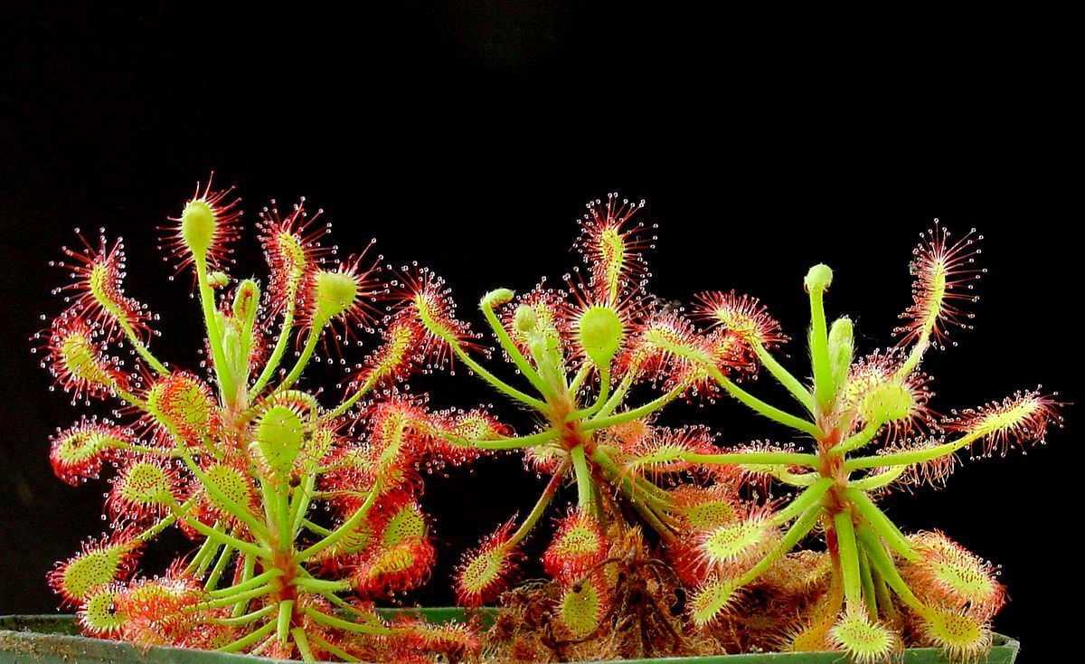 Drosera madagascariensis , pianta carnivora - vaso Ø8.5 cm