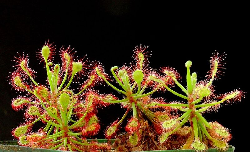 Drosera madagascariensis , pianta carnivora - vaso Ø8.5 cm Drosera madagascariensis , pianta carnivora - vaso Ø8.5 cm