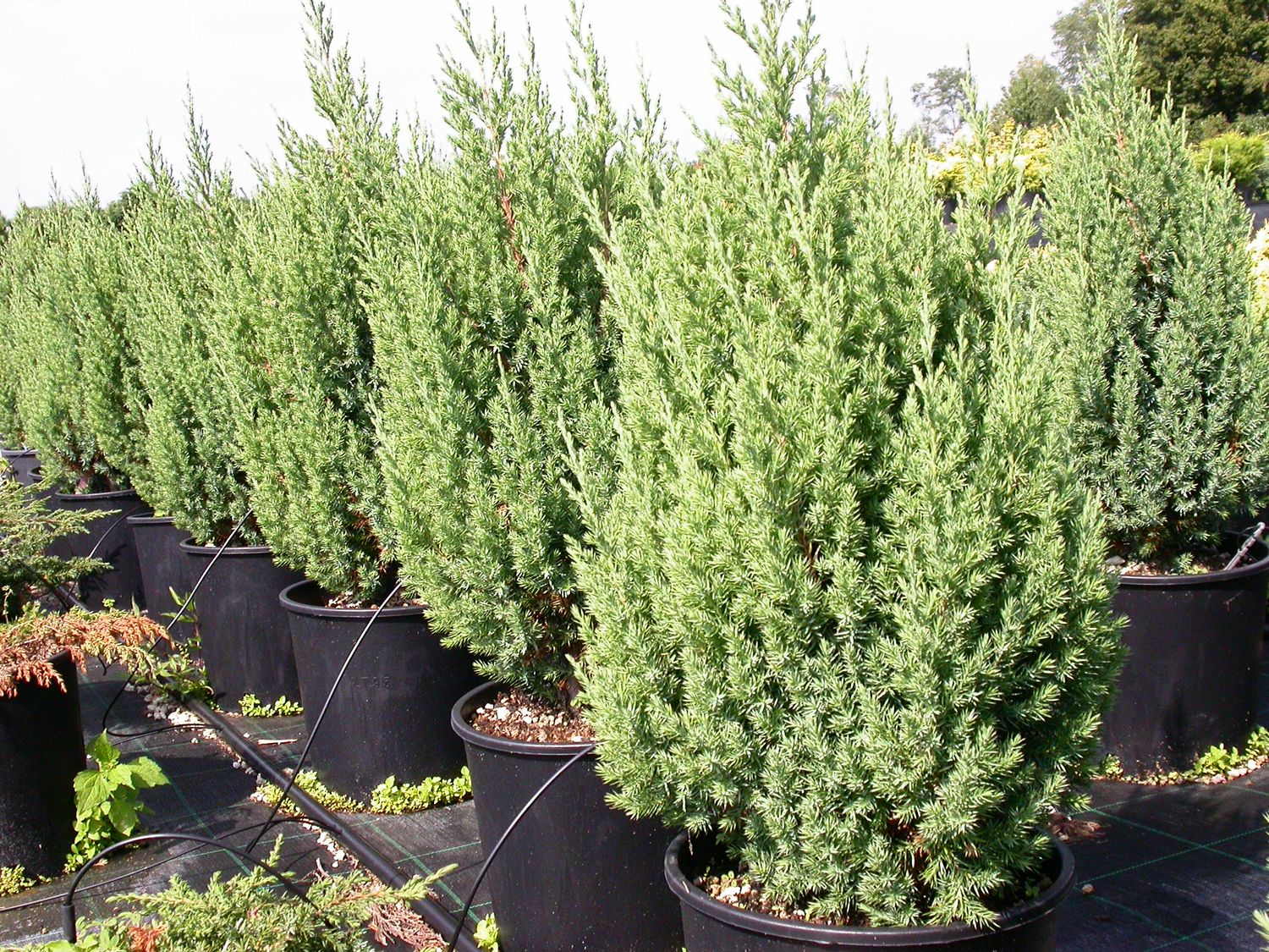 Juniperus chinensis 'Stricta', Ginepro cinese 'Stricta' - vaso Ø24 cm