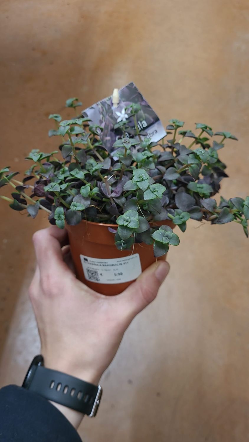 Crassula Marginalis rubra - vaso Ø11 cm Crassula Marginalis rubra - vaso Ø11 cm