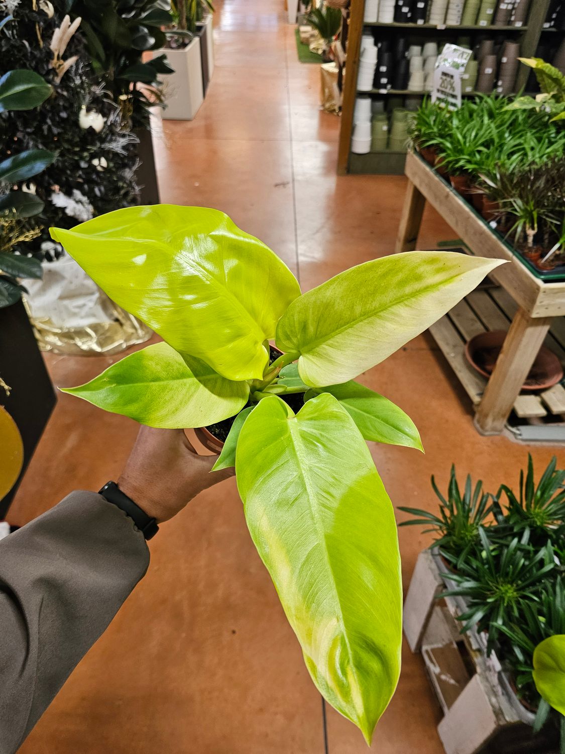 Philodendron melinonii ‘Gold’, Filodendro - vaso Ø12 cm