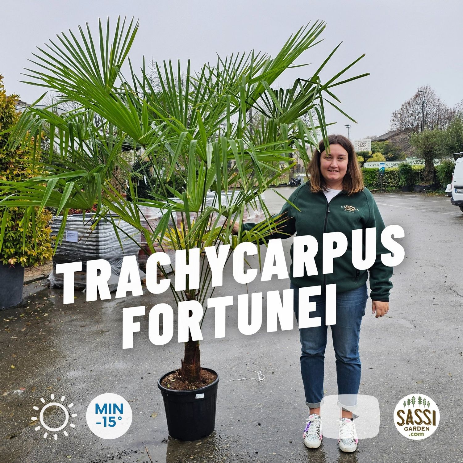 PTrachycarpus Fortunei, Palma resistente al gelo, Chamaerops excelsa - vaso Ø40 cm, tronco h 30-40 cm, h totale 190-200 cm