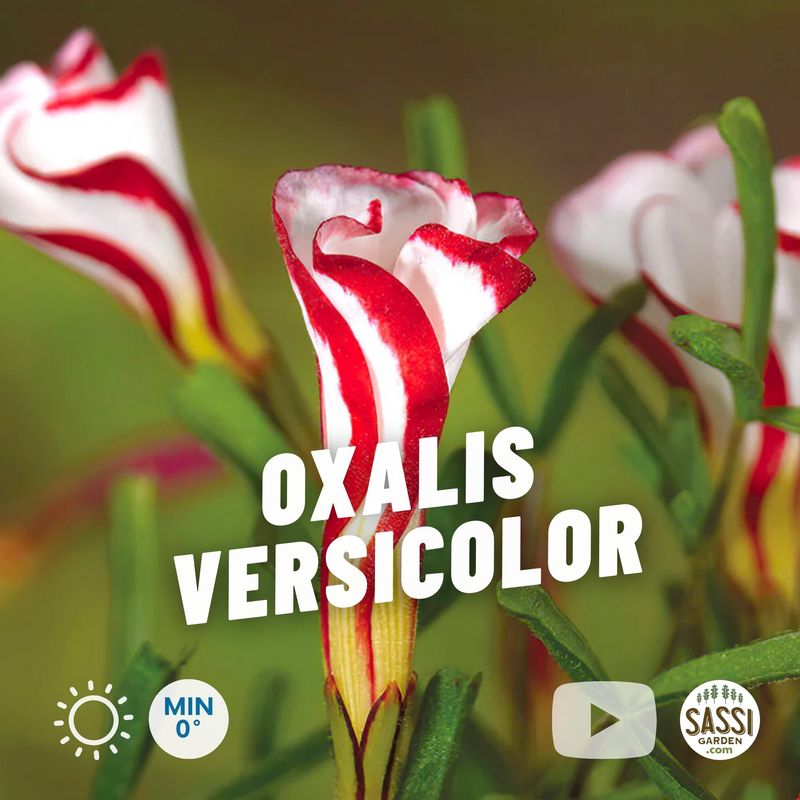 Oxalis versicolor, ossalide caramella, a spirale - vaso Ø9 cm Oxalis versicolor, ossalide caramella, a spirale - vaso Ø9 cm