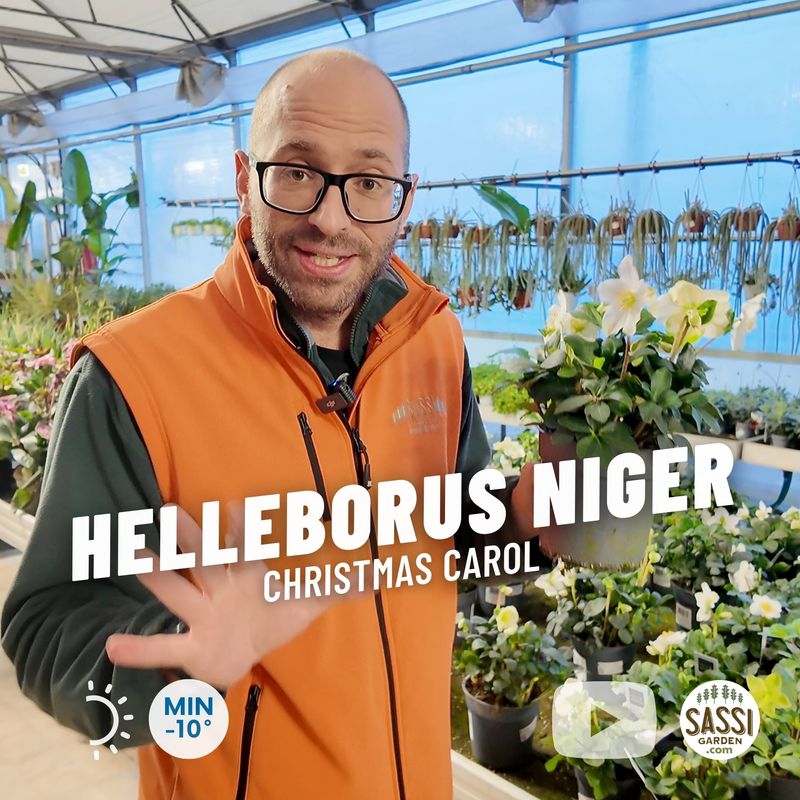 Helleborus niger &#39;Christmas Carol&#39;, Elleboro, Rosa di Natale - vaso Ø15 cm