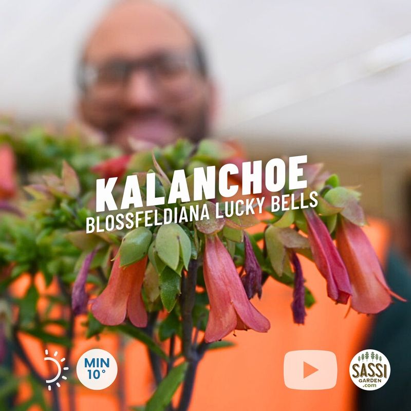 Kalanchoe blossfeldiana &#39;Lucky Bells&#39; - vaso Ø14 cm